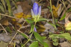 Bottle Gentian, Gentiana andrewsii