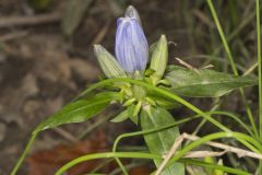 Bottle Gentian, Gentiana andrewsii