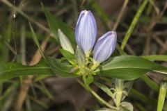 Bottle Gentian, Gentiana andrewsii