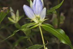 Bottle Gentian, Gentiana andrewsii