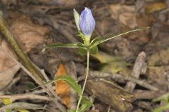 Bottle Gentian, Gentiana andrewsii