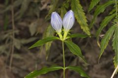 Bottle Gentian, Gentiana andrewsii