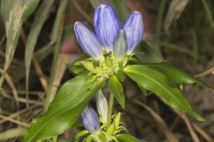 Bottle Gentian, Gentiana andrewsii