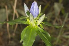 Bottle Gentian, Gentiana andrewsii