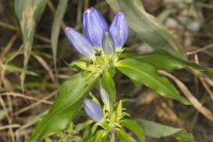 Bottle Gentian, Gentiana andrewsii