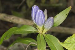 Bottle Gentian, Gentiana andrewsii