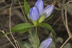 Bottle Gentian, Gentiana andrewsii