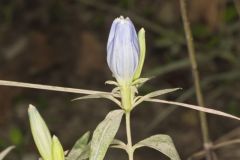 Bottle Gentian, Gentiana andrewsii