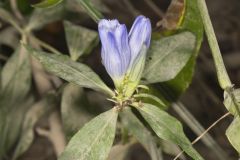 Bottle Gentian, Gentiana andrewsii