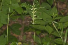 Bottlebrush Grass, Elymus hystrix