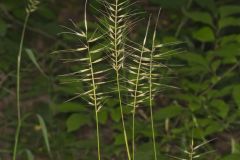 Bottlebrush Grass, Elymus hystrix