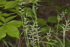 Bottlebrush Grass, Elymus hystrix