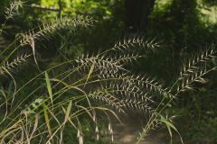 Bottlebrush Grass, Elymus hystrix