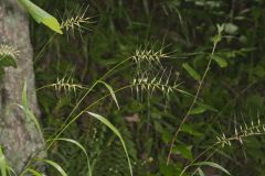 Bottlebrush Grass, Elymus hystrix