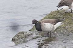 Brant, Branta bernicla