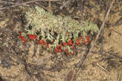 British Soldier Lichen, Cladonia cristatella