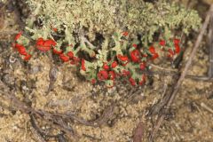 British Soldier Lichen, Cladonia cristatella