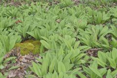 Broadleaf Wild Leek, Allium tricoccum