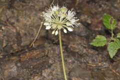 Broadleaf Wild Leek, Allium tricoccum