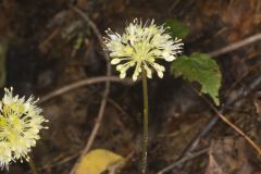 Broadleaf Wild Leek, Allium tricoccum