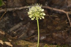 Broadleaf Wild Leek, Allium tricoccum