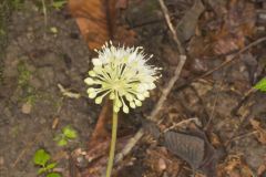 Broadleaf Wild Leek, Allium tricoccum