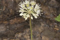 Broadleaf Wild Leek, Allium tricoccum