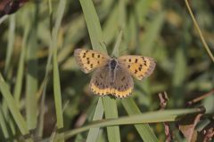 Bronze Copper, Lycaena hyllus