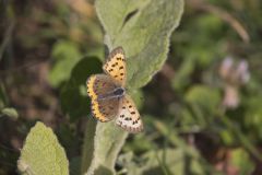 Bronze Copper, Lycaena hyllus