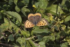 Bronze Copper, Lycaena hyllus