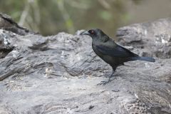 Bronzed Cowbird, Molothrus aeneus