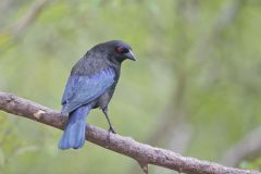 Bronzed Cowbird, Molothrus aeneus