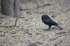 Bronzed Cowbird, Molothrus aeneus