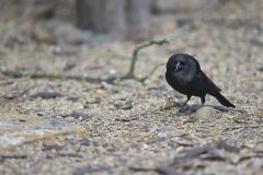 Bronzed Cowbird, Molothrus aeneus