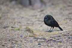 Bronzed Cowbird, Molothrus aeneus