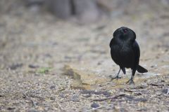 Bronzed Cowbird, Molothrus aeneus