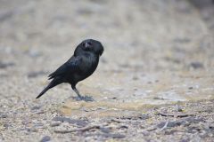 Bronzed Cowbird, Molothrus aeneus