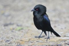 Bronzed Cowbird, Molothrus aeneus