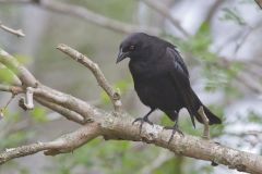 Bronzed Cowbird, Molothrus aeneus