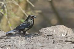 Bronzed Cowbird, Molothrus aeneus