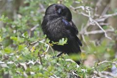 Bronzed Cowbird, Molothrus aeneus