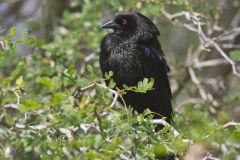 Bronzed Cowbird, Molothrus aeneus