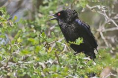 Bronzed Cowbird, Molothrus aeneus