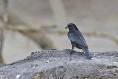 Bronzed Cowbird, Molothrus aeneus