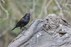 Bronzed Cowbird, Molothrus aeneus