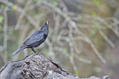 Bronzed Cowbird, Molothrus aeneus