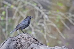 Bronzed Cowbird, Molothrus aeneus