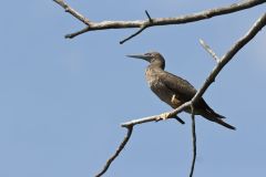 Brown Booby, Sula leucogaster