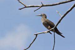 Brown Booby, Sula leucogaster