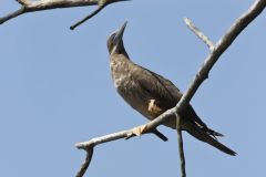 Brown Booby, Sula leucogaster